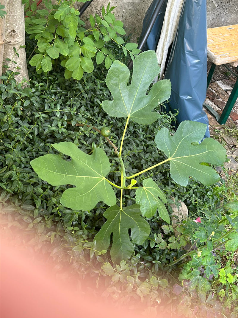 Si vede un giovane fico con foglie caratteristicamente lobate e un piccolo fico acerbo. Cresce davanti a un terreno da giardino verde.