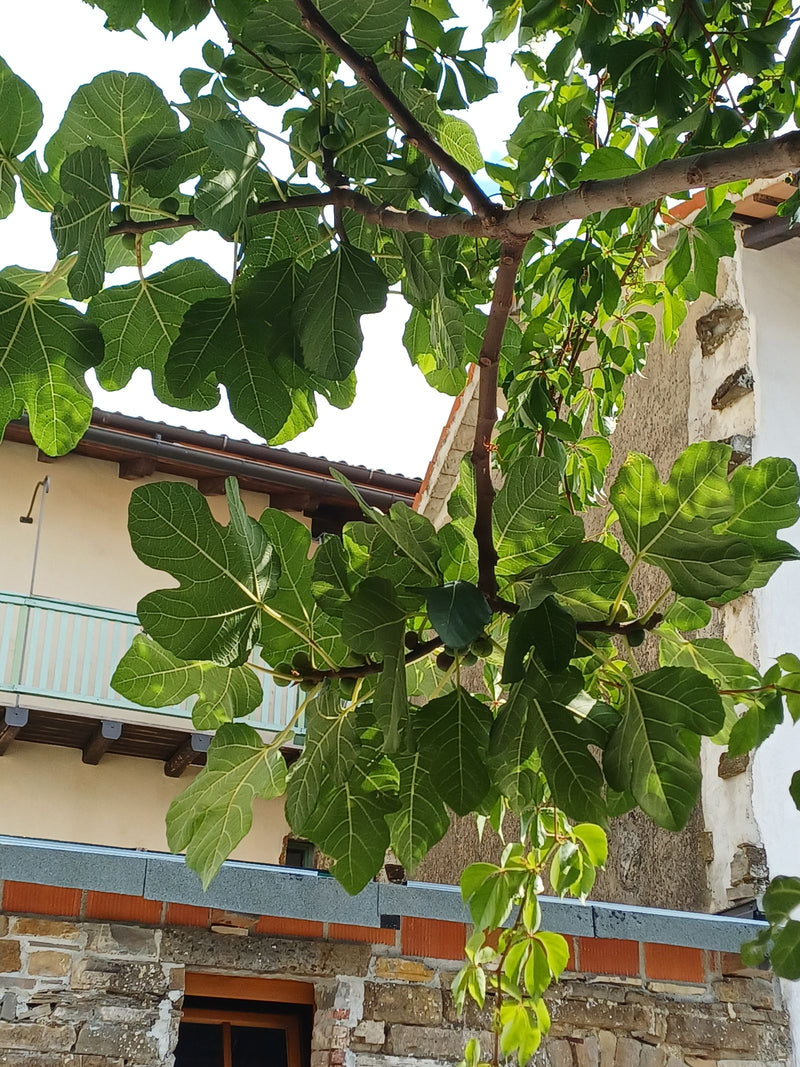L'immagine mostra le foglie tipicamente lobate e i rami di un fico davanti al muro di una casa.