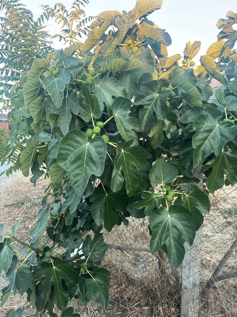 Si vede un rigoglioso albero di fico con foglie lobate caratteristiche e numerosi frutti verdi non maturi.