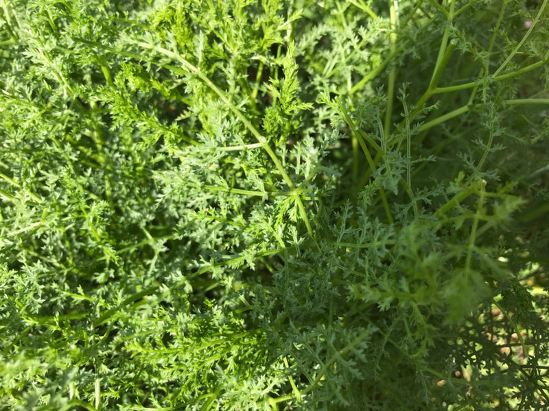 La vera camomilla — Bild 1