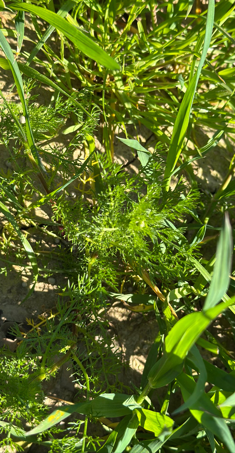 Si vede un giovane esemplare di camomilla selvatica con le sue foglie finemente pennate, che cresce sul terreno tra l'erba.