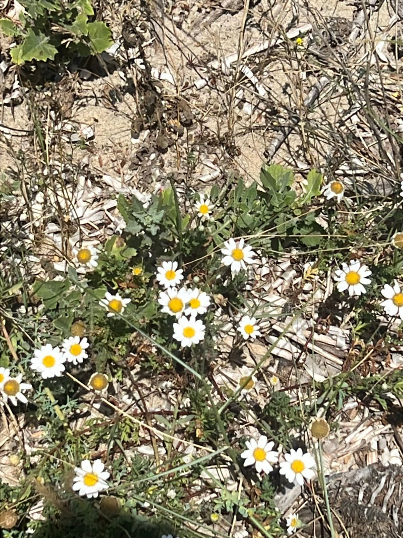 L'immagine mostra diversi fiori bianchi con un centro giallo prominente che crescono su terreno sabbioso. Si tratta di esemplari di camomilla selvatica.