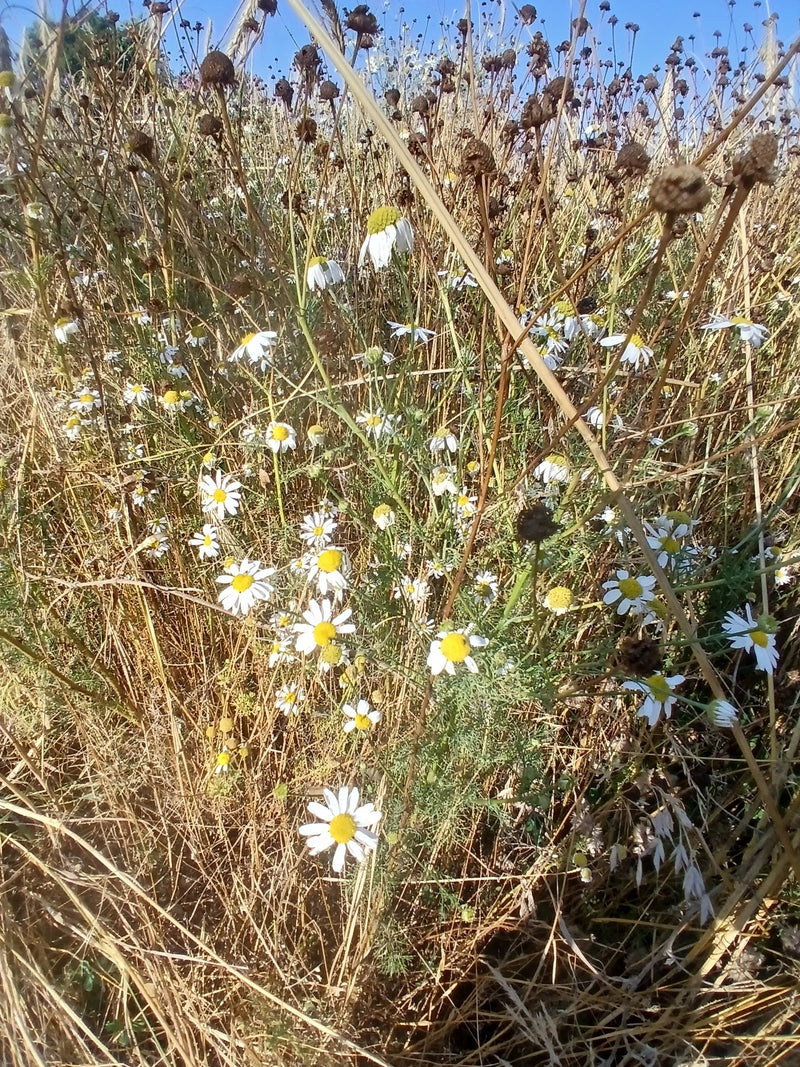 L'immagine mostra un gruppo di fiori di camomilla selvatica che crescono in un prato. I petali bianchi e i centri gialli sono chiaramente riconoscibili.