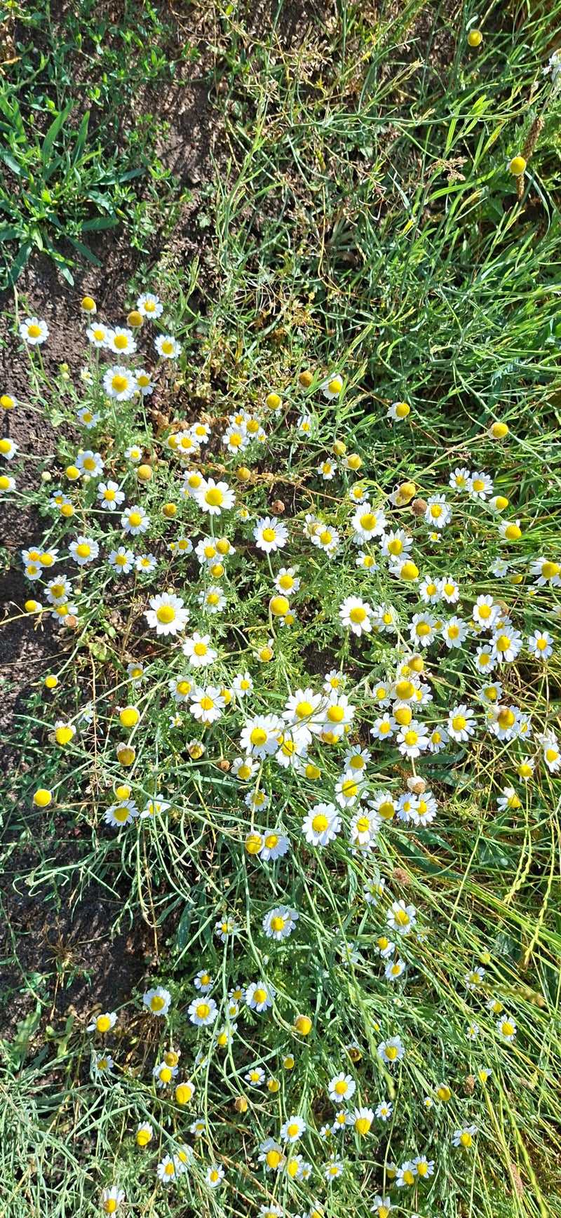 Numerosi fiori di camomilla selvatica crescono vicini in un prato. Lo scatto mostra le piante dall'alto nel loro ambiente naturale.