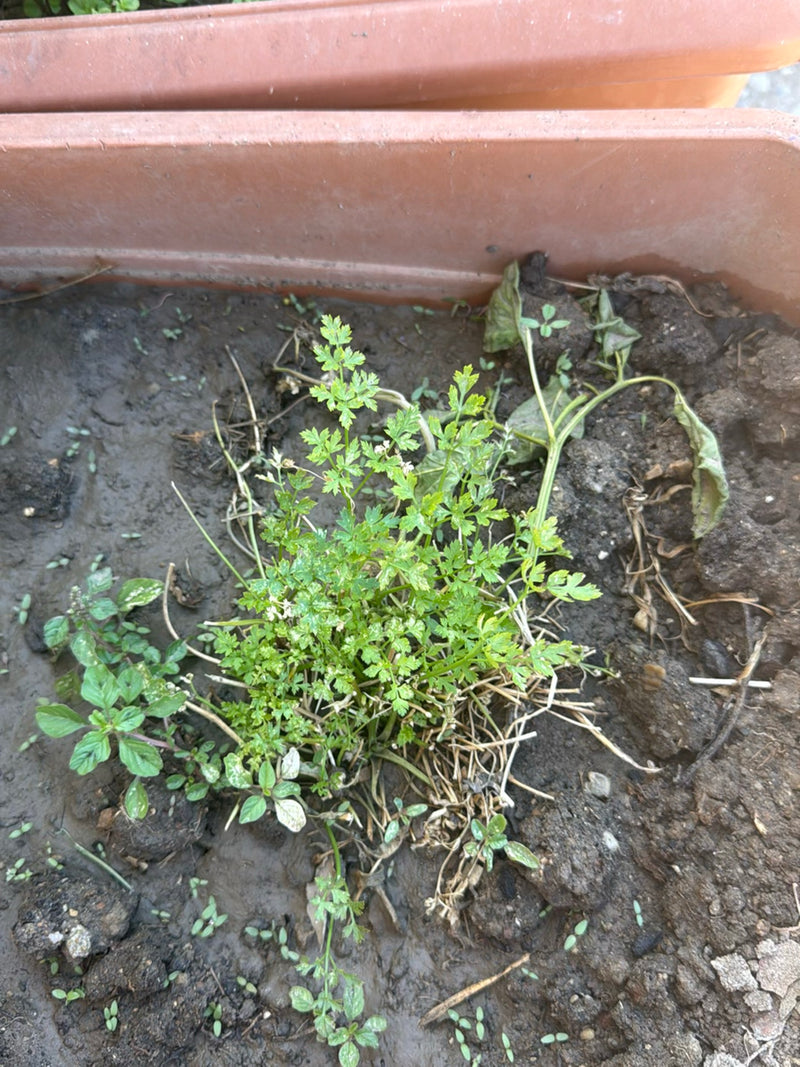Si vede una pianta di prezzemolo verde con foglie finemente divise che cresce in una fioriera riempita di terra. Lo scatto è ripreso dall'alto.