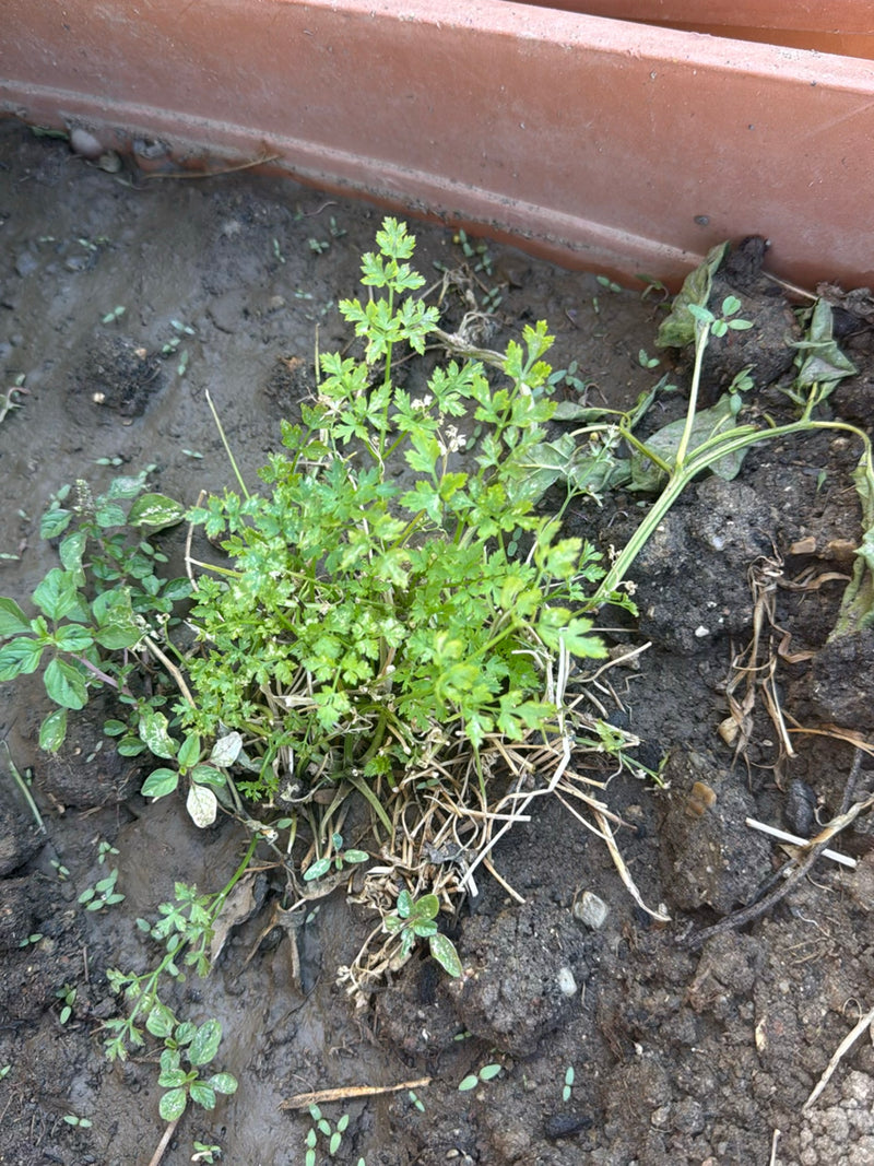 Una pianta di prezzemolo verde cresce in terra umida in una fioriera. Le caratteristiche foglie pennate sono chiaramente visibili.