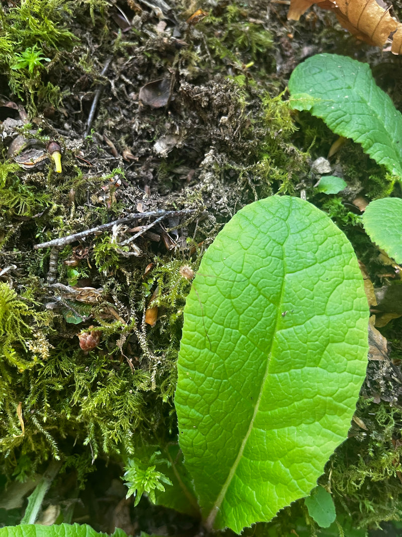 Vera primula — Bild 2