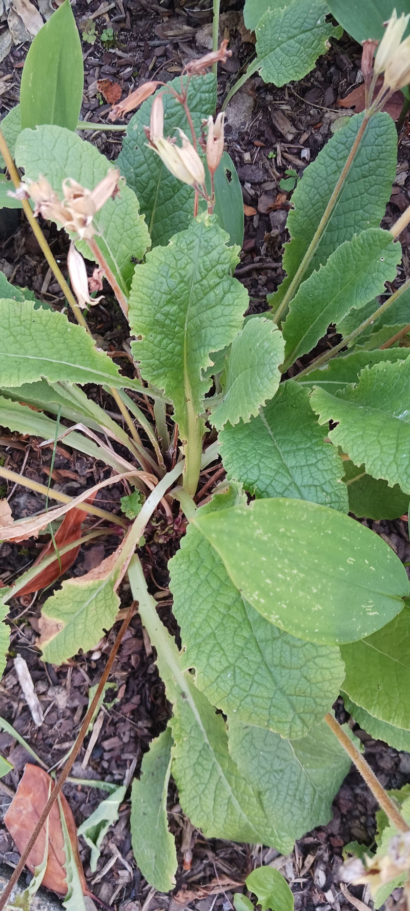 Si vede una primula primaverile con la sua tipica rosetta basale di foglie e steli fiorali eretti ormai sfioriti. La pianta cresce su terreno scuro con pacci...