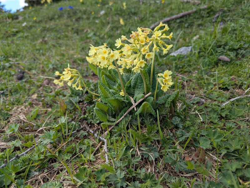 Vera primula — Bild 1