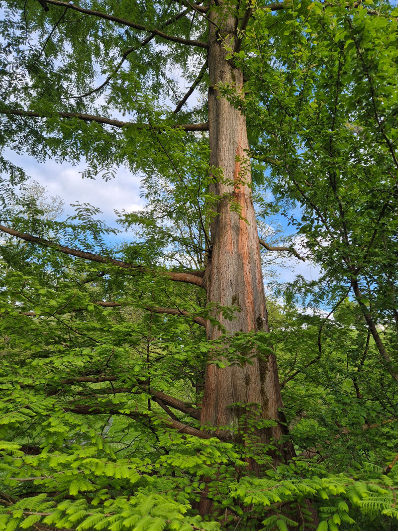 Vero cipresso calvo — Bild 1