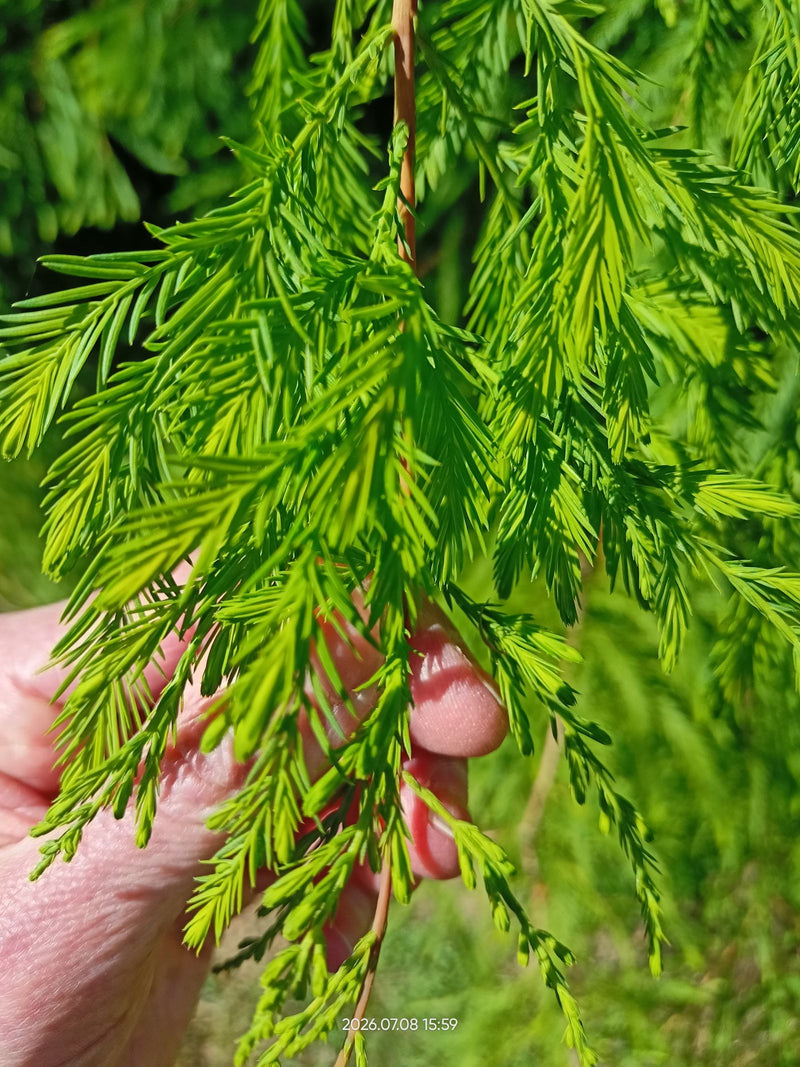 L'immagine mostra un ramo di cipresso calvo con i suoi caratteristici aghi verde chiaro. I sottili aghi sono disposti a spirale e vengono tenuti da una mano.