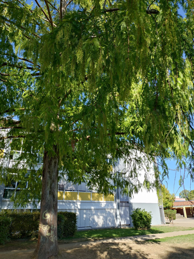 Si vede un cipresso calvo con il suo tronco caratteristico e il fogliame sottile. L'albero si trova di fronte a un edificio moderno in un ambiente urbano.