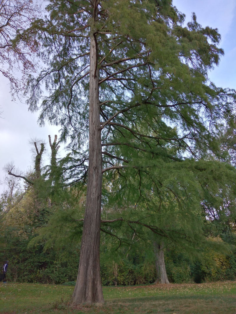 Un alto cipresso calvo si erge su un prato in un parco, mostrando il suo tronco caratteristico e il fogliame sottile.