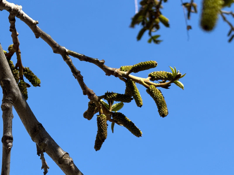Albero di noce — Bild 1