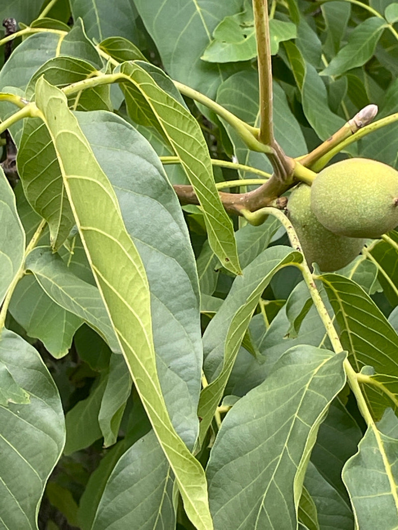 Sono visibili le tipiche foglie pennate e due frutti verdi in crescita di un noce. L'immagine mostra una sezione del ramo con fogliame sano.