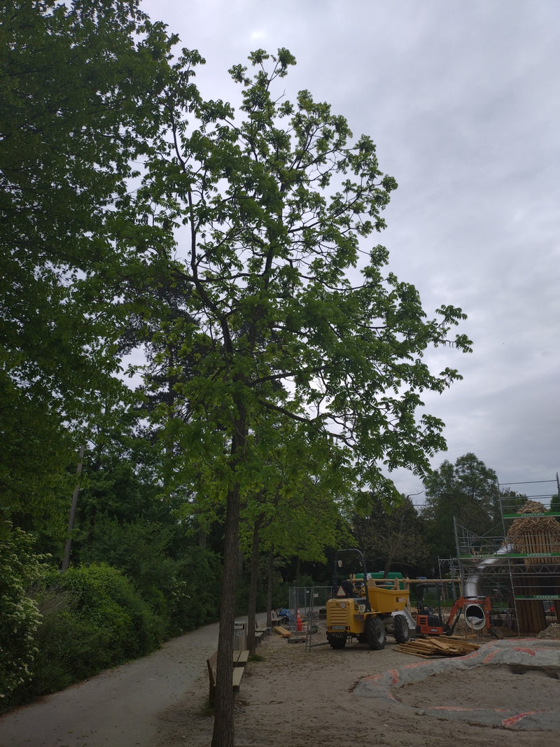 Si vede un noce adulto con una chioma verde. L'albero si trova su uno spiazzo sterrato accanto a un sentiero.