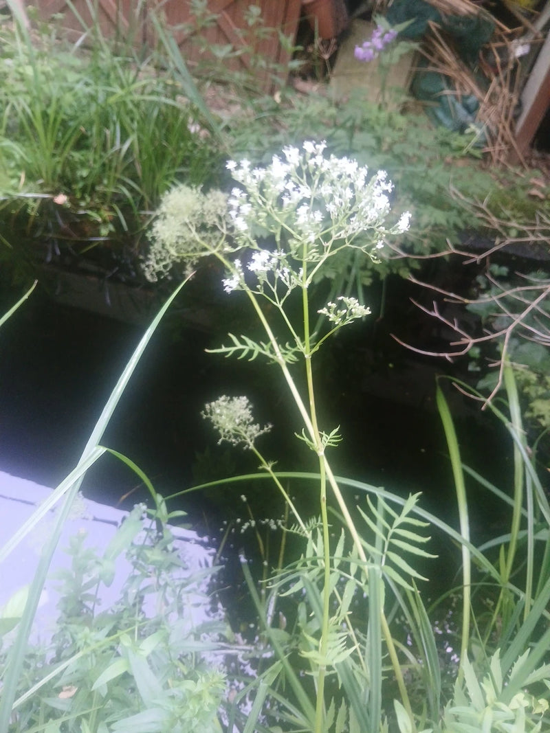 Vera valeriana — foto 1 di 4