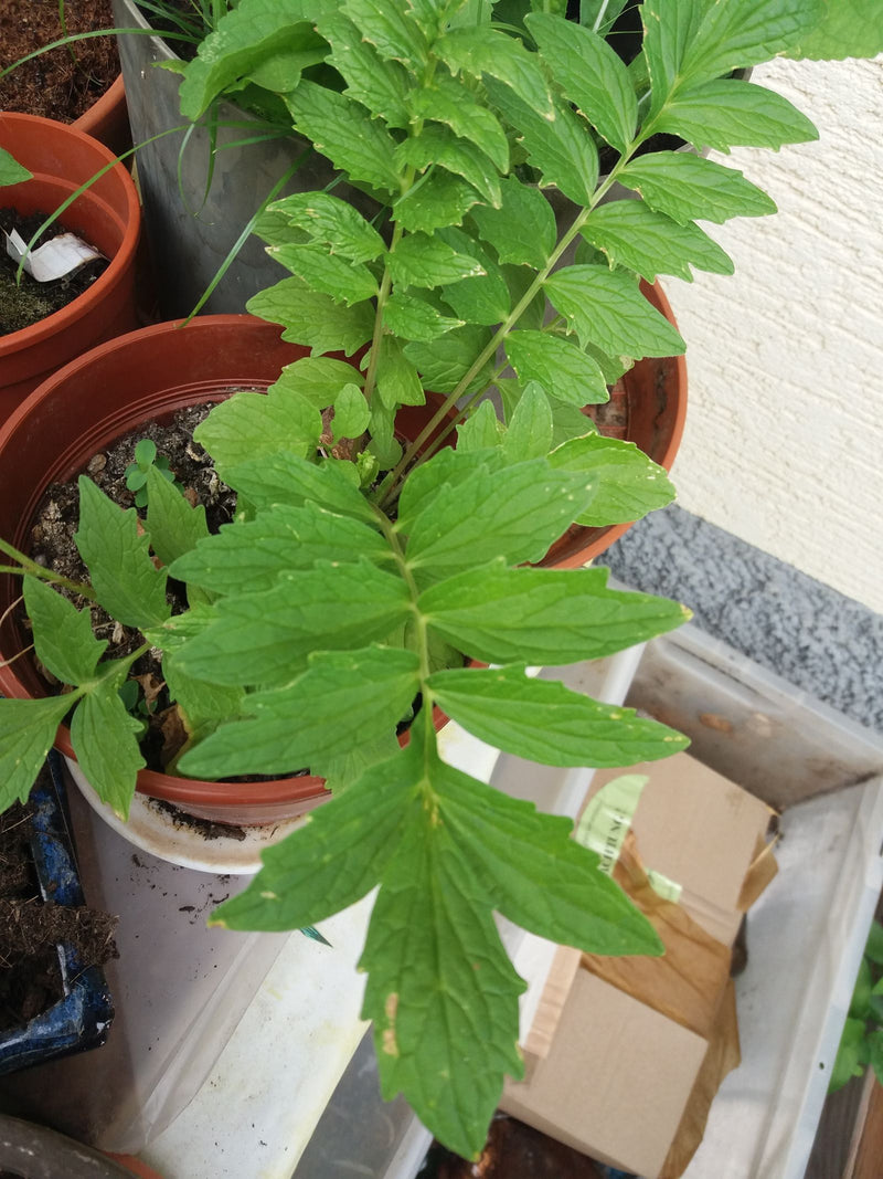 Vera valeriana — foto 4 di 4