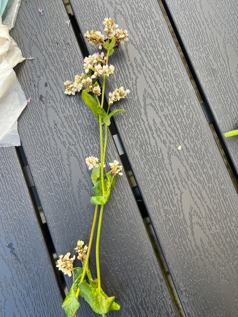 Vero grano saraceno — foto 2 di 4