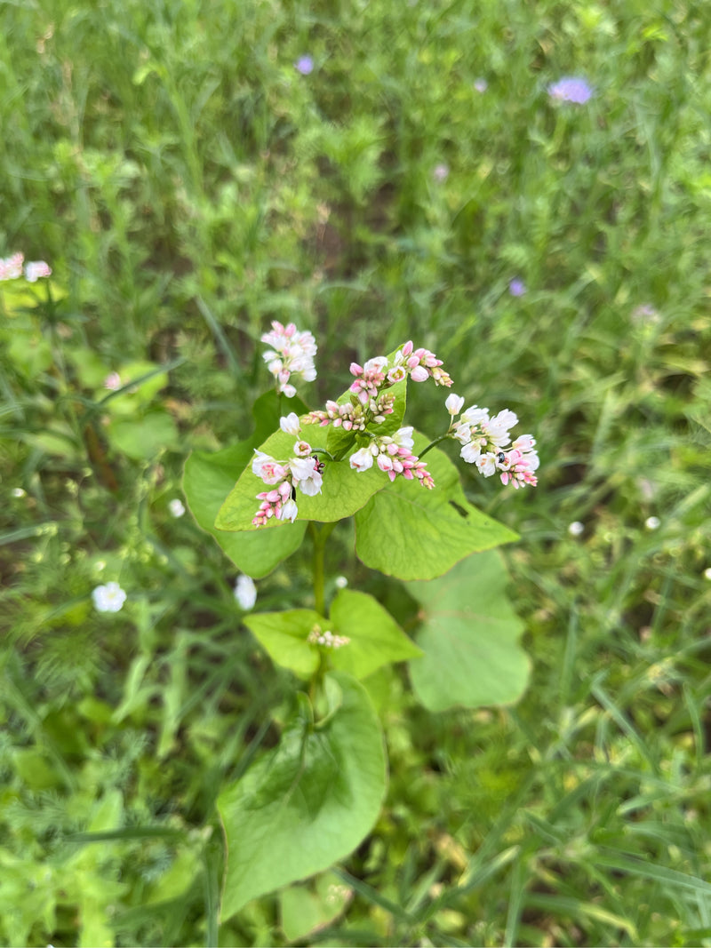Vero grano saraceno — foto 4 di 4