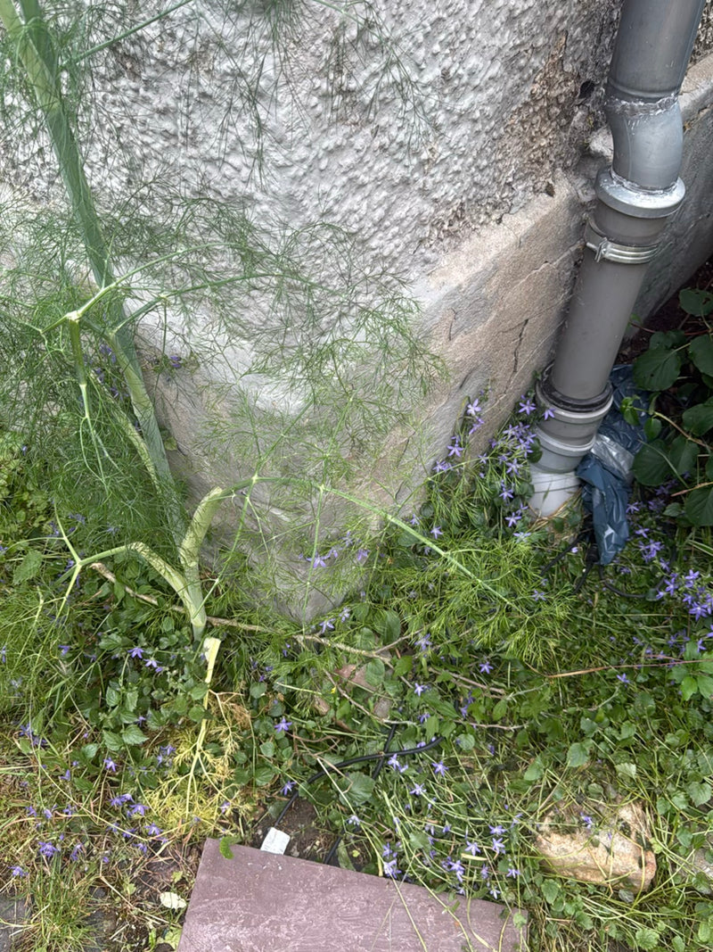 finocchio — Bild 3