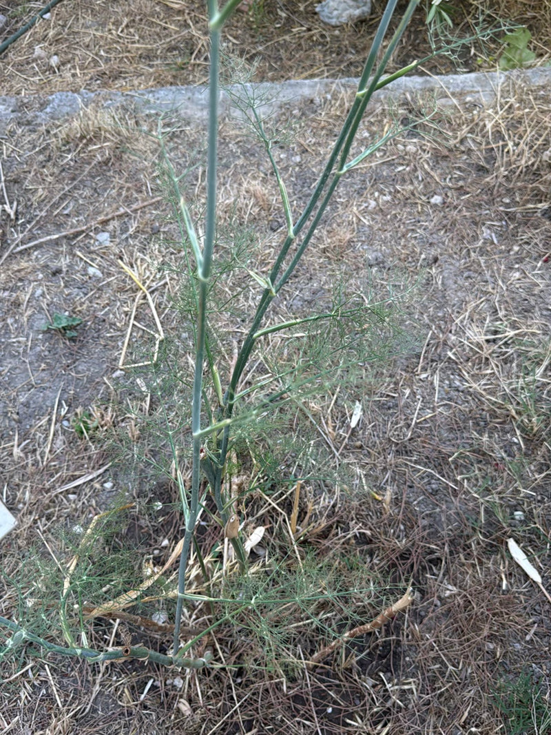 L'immagine mostra una pianta di finocchio con le sue caratteristiche foglie finemente pennate e steli verdi. Cresce su terreno asciutto con resti di piante d...
