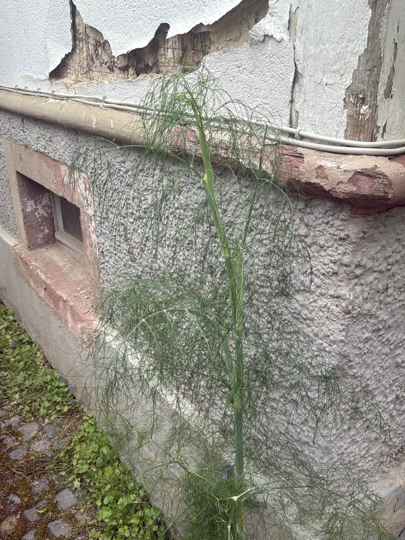 finocchio — Bild 2