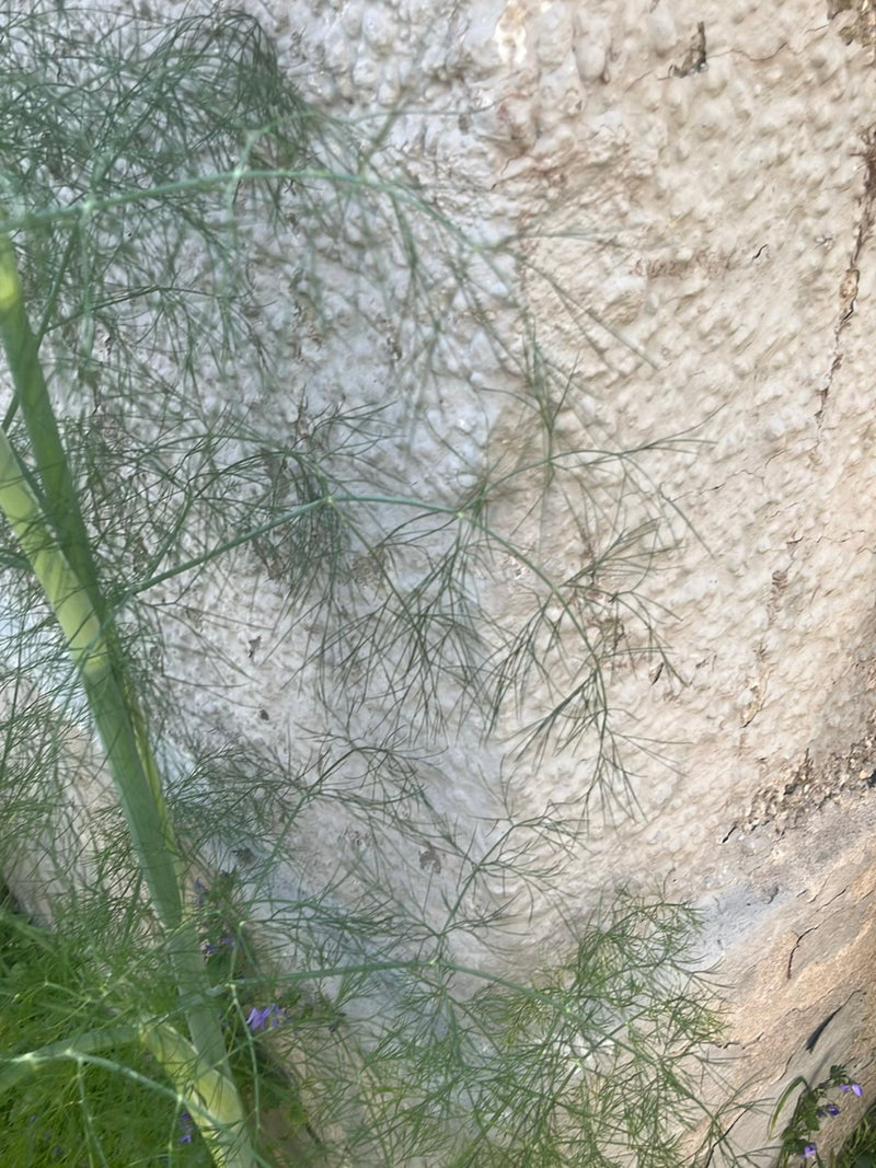 finocchio — Bild 4