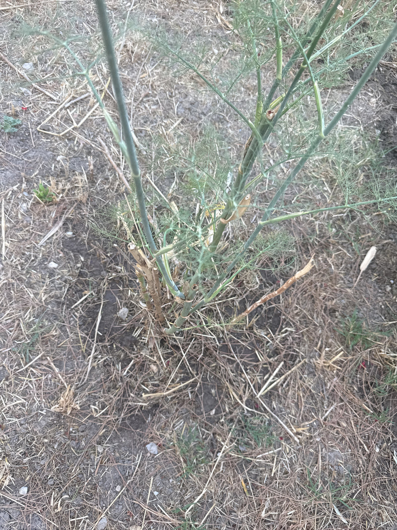 Si vede una pianta di finocchio sul terreno in un ambiente secco. Lo scatto mostra i fusti eretti e le foglie finemente divise da una prospettiva dall'alto.