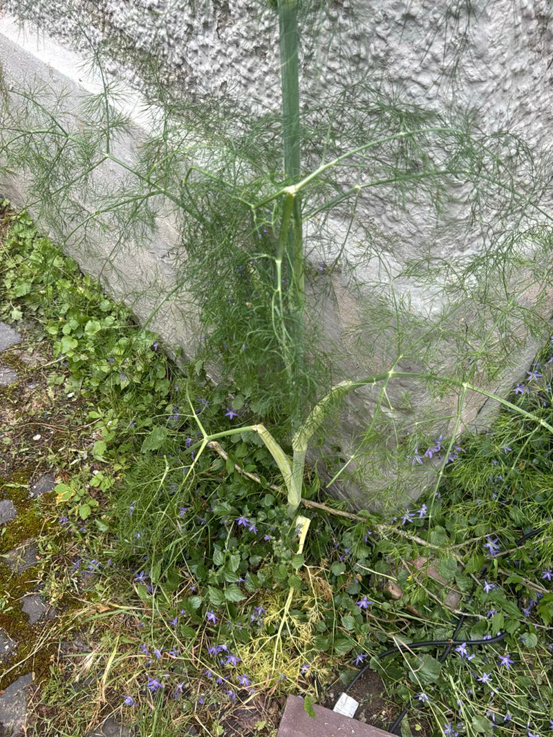 finocchio — Bild 1