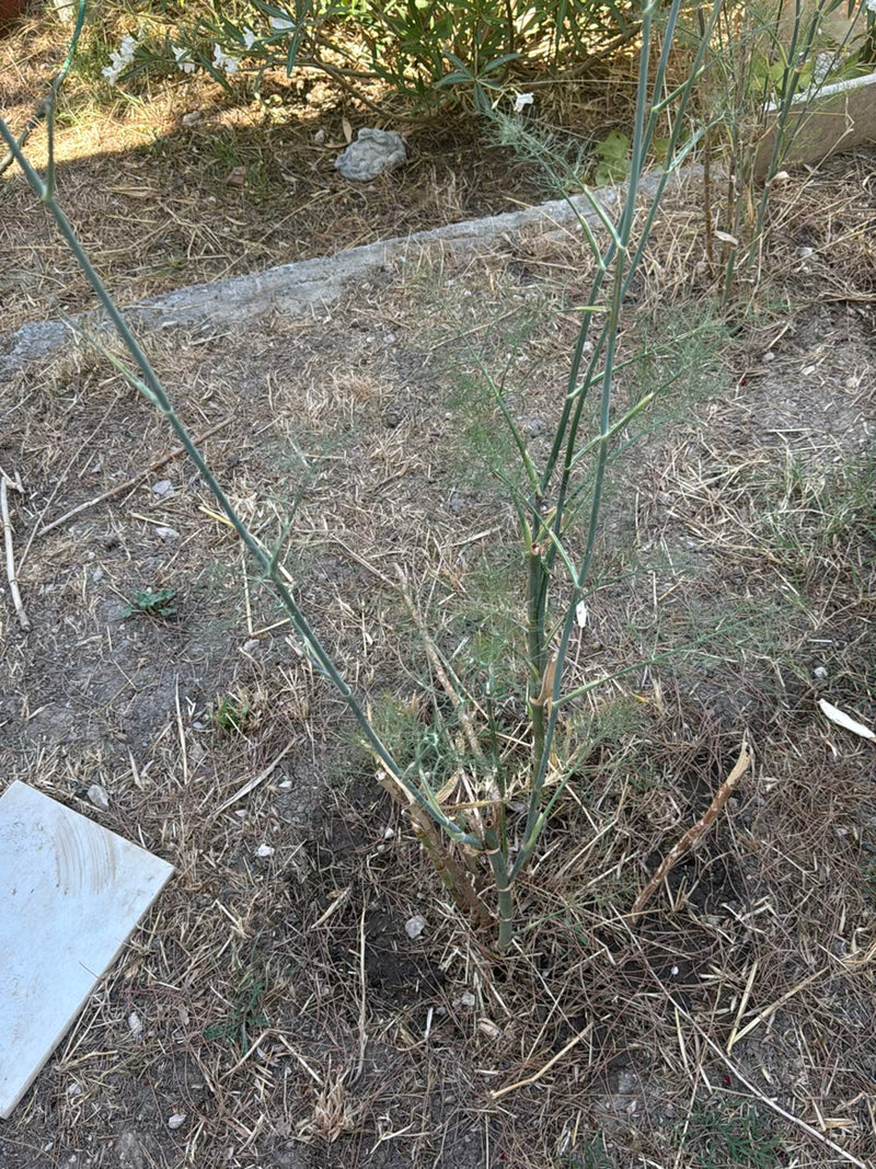 È visibile una pianta di finocchio eretta con le sue tipiche foglie finemente divise e steli spogli. Cresce su un terreno asciutto coperto di materiale veget...