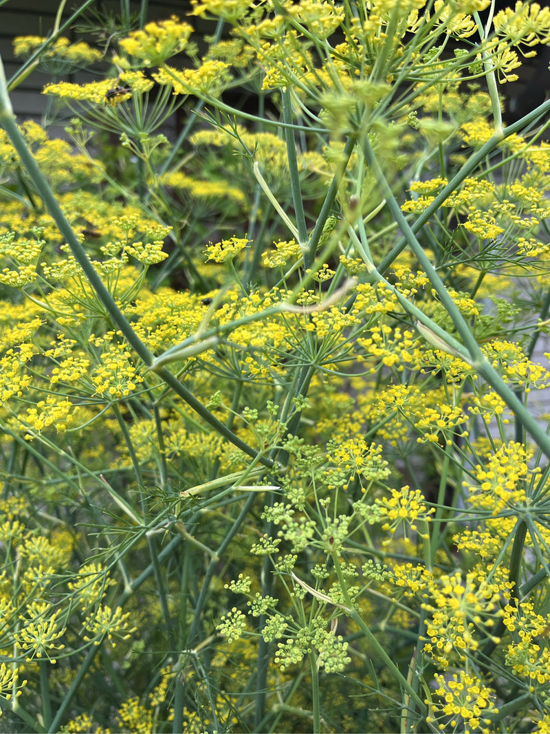 È visibile una pianta di finocchio in fiore con le sue caratteristiche ombrelle gialle e foglie fini e pennate. I steli sottili e le numerose infiorescenze r...