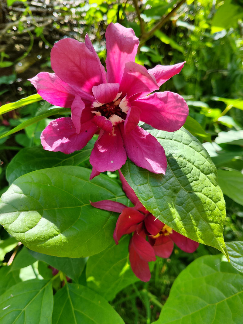 La foto mostra i caratteristici fiori da rosa scuro a rosso del calicanto di Carolina davanti a foglie verdi. I fiori sono catturati in dettaglio da una pros...