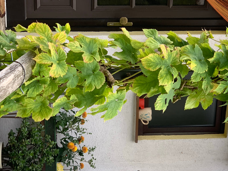 L'immagine mostra le foglie verdi e i tralci di luppolo che crescono davanti alla parete chiara di una casa. Le foglie lobate sono chiaramente riconoscibili.