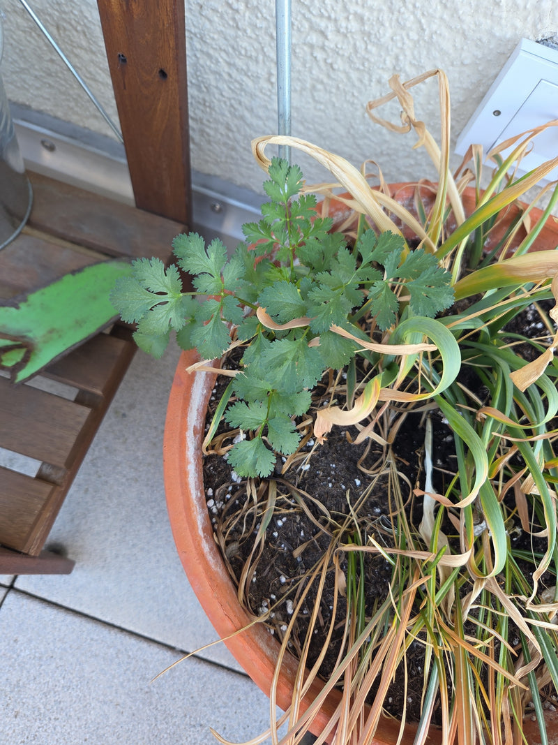 coriandolo — Bild 2