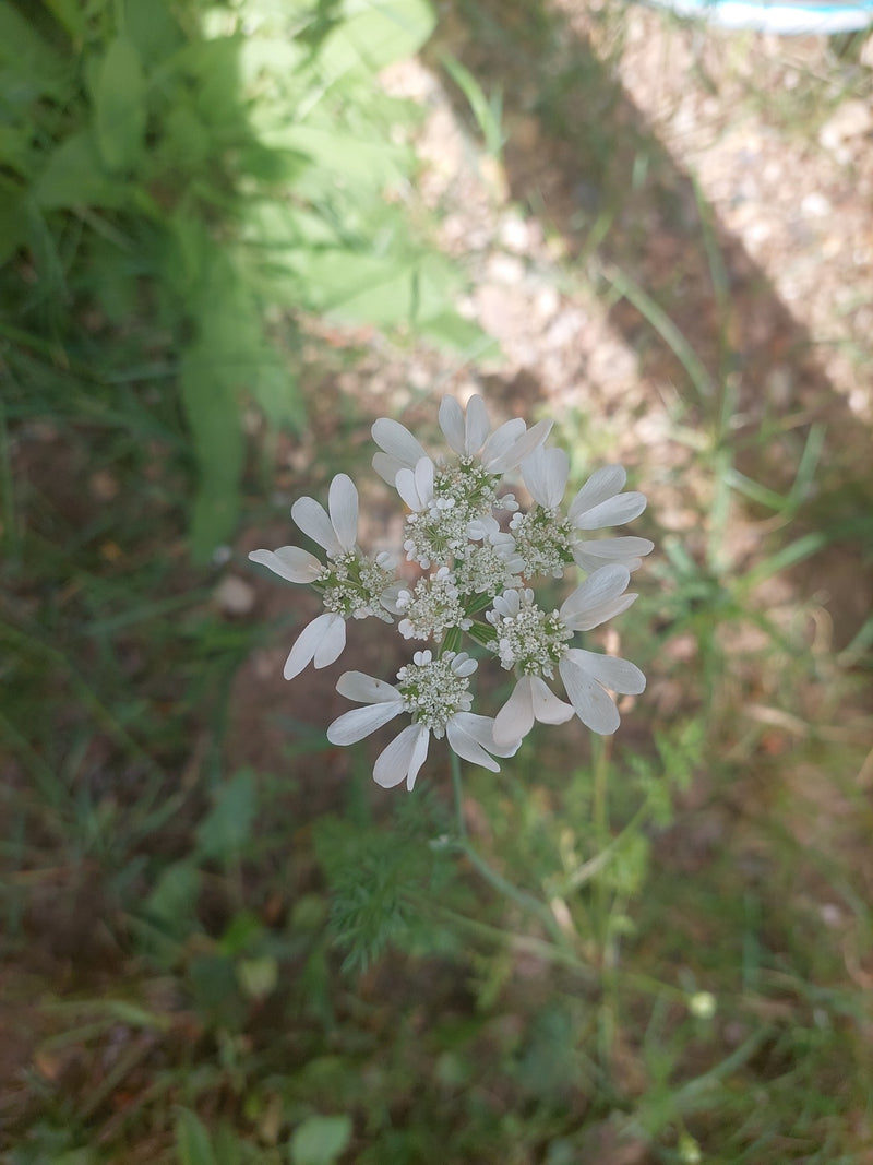 È visibile una pianta di coriandolo in fiore con le sue tipiche infiorescenze bianche. Lo scatto mostra la pianta dall'alto su uno sfondo di verde e terra.