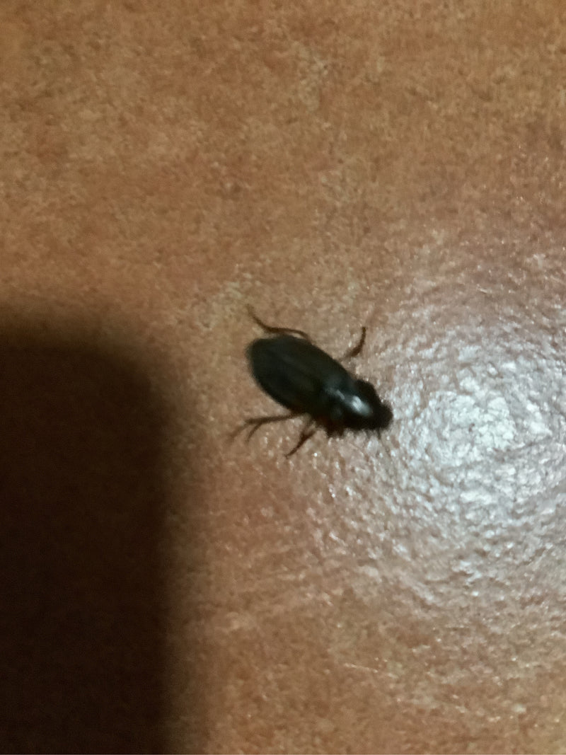 Vero scarabeo terrestre (genere Harpalus) — foto 3 di 6