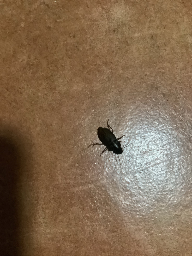 Vero scarabeo terrestre (genere Harpalus) — foto 2 di 6