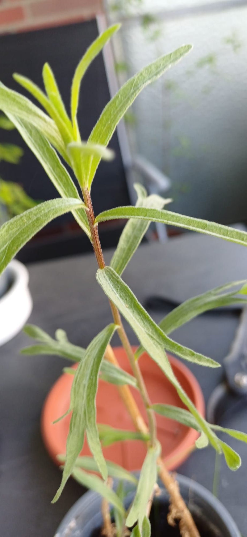 lavanda — Bild 1