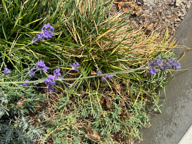 Uno stelo di lavanda in fiore con boccioli viola si estende sopra erba e vegetazione bassa.