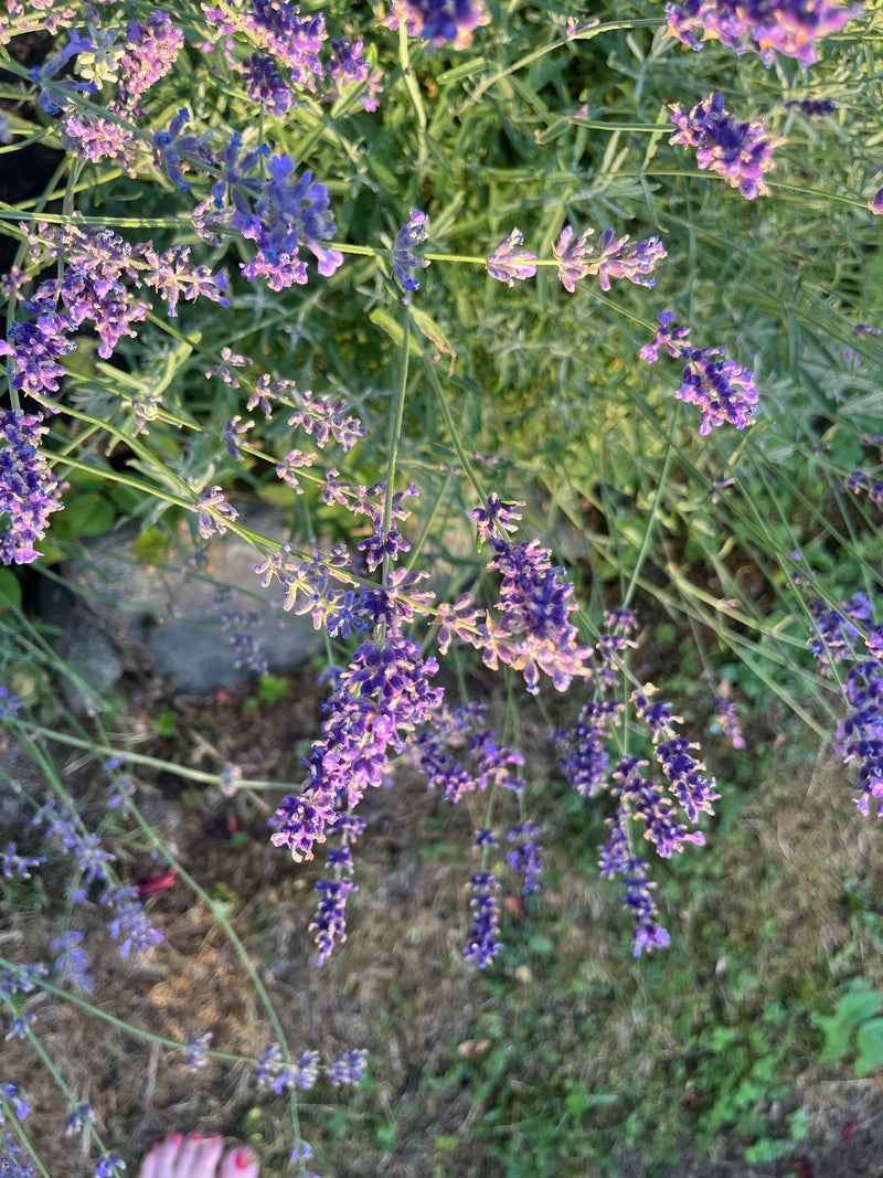 La foto mostra lavanda in fiore dall'alto con caratteristiche infiorescenze viola e foglie strette. La pianta cresce in un'aiuola da giardino su terreno ricc...