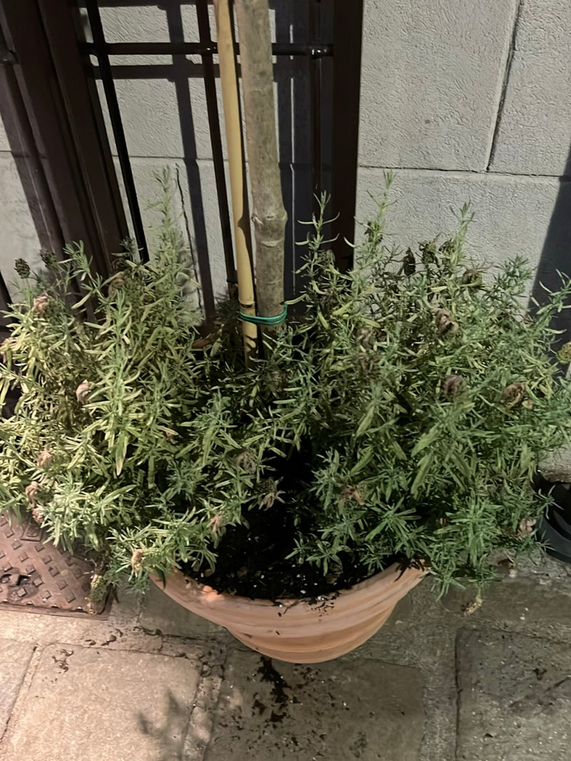 È visibile una pianta di lavanda in un vaso da fiori in terracotta. Il cespuglio folto si trova su un pavimento in pietra davanti a un muro.