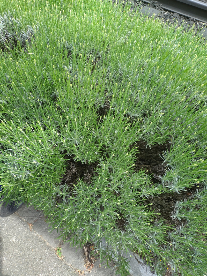 L'immagine mostra un arbusto di lavanda compatto e cespuglioso con molti boccioli di fiori verdi. La pianta cresce vicino a un bordo all'aperto.