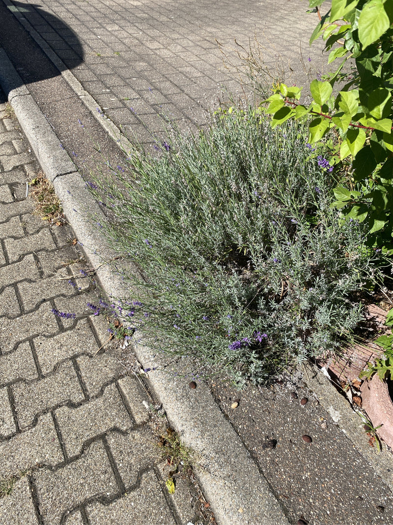 Un cespuglio di lavanda con foglie verde-argento e spighe viola cresce sul bordo di un marciapiede lastricato.