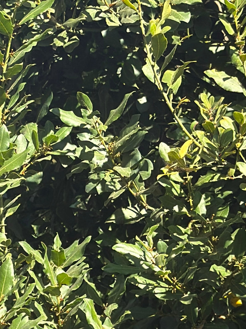 Si vede il fogliame denso e verde di un alloro con le tipiche foglie lanceolate. I rami e le foglie sono ripresi in primo piano e con chiarezza.
