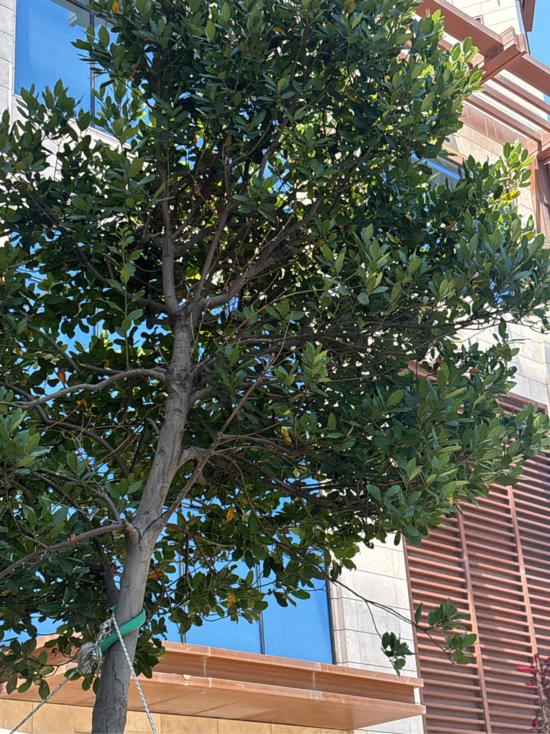 Si vede un alloro vero con un fogliame verde denso davanti alla facciata di un edificio moderno. L'albero cresce in un ambiente urbano e mostra le foglie tip...