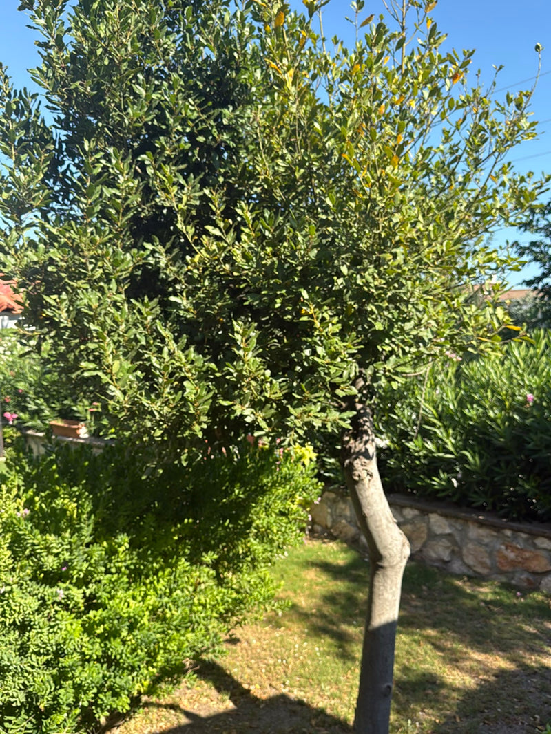 L'immagine mostra un alloro adulto con fitto fogliame verde e un tronco curvo. L'albero si trova in un giardino soleggiato davanti a un basso muro di pietra.