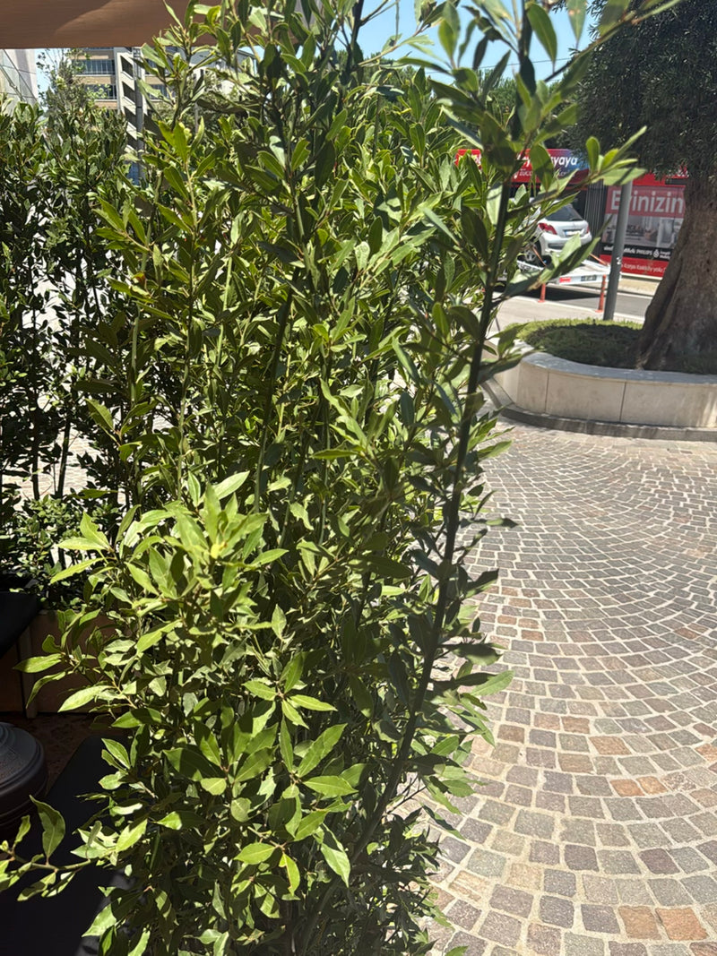 Si vede un denso arbusto di alloro con foglie verdi e lucide in un ambiente urbano. La pianta si trova su una piazza acciottolata accanto a un marciapiede.