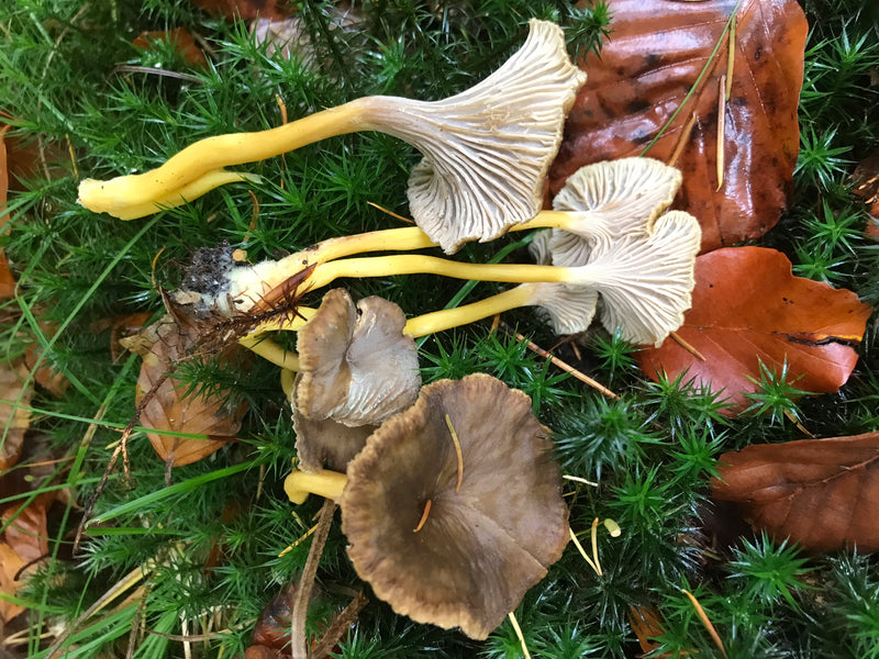Veri finferli — foto 5 di 15