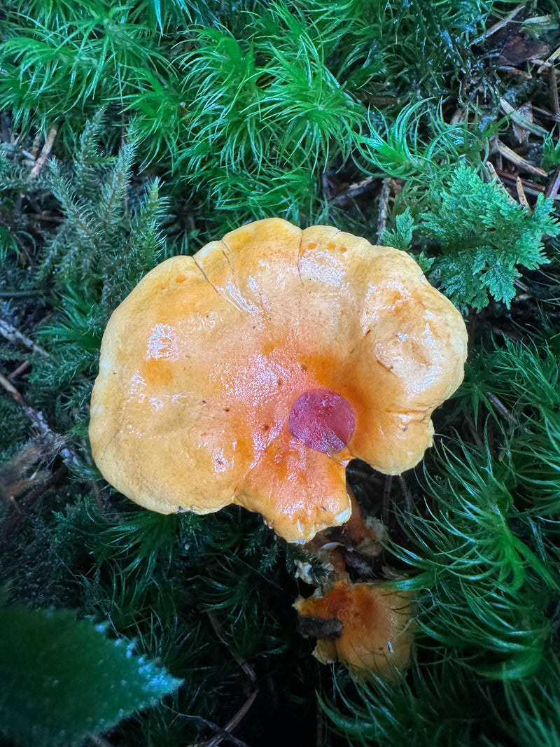 Un fungo finferlo che cresce sul terreno muschioso del bosco, visto dall'alto.